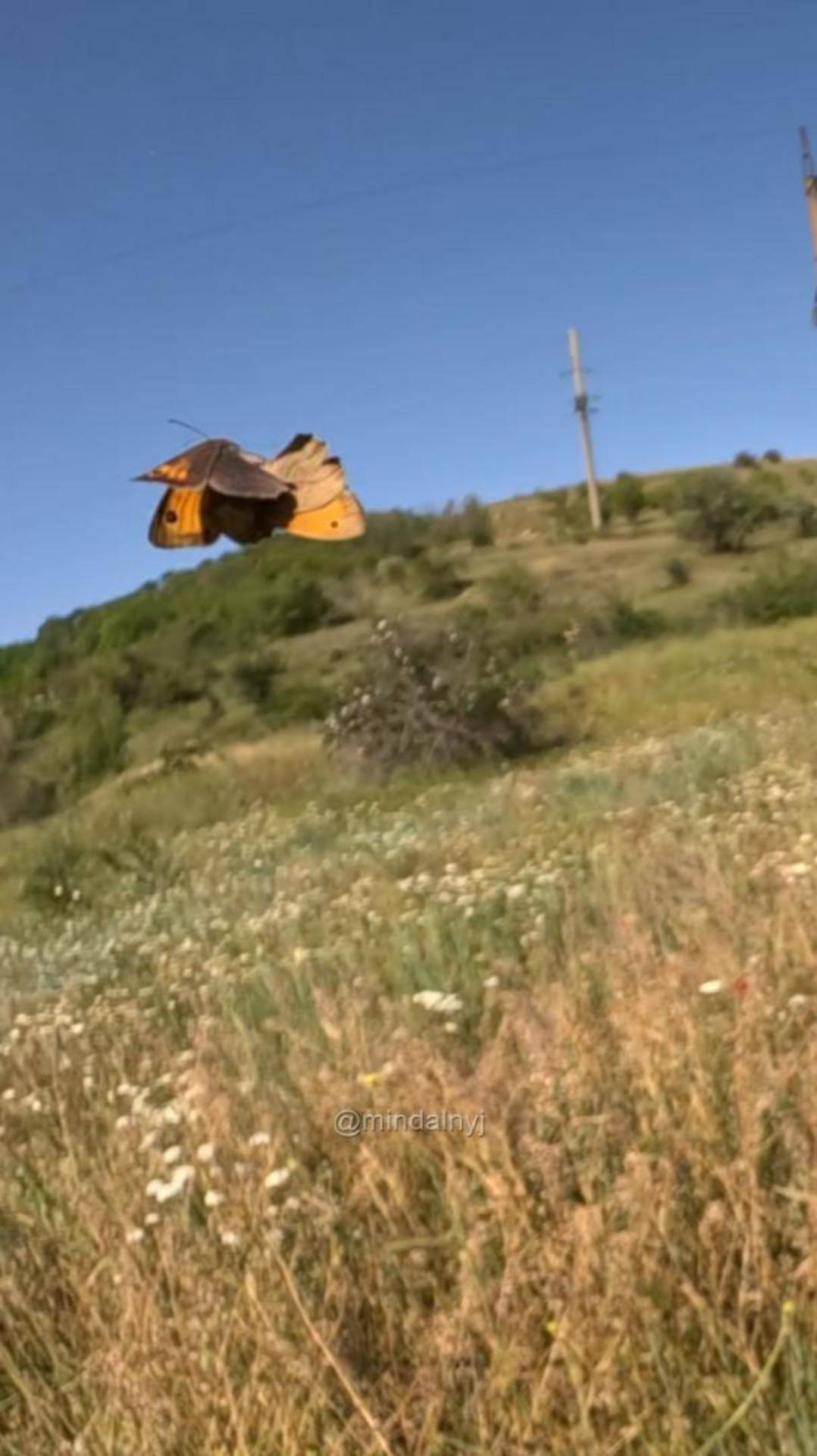 На крыльях любви