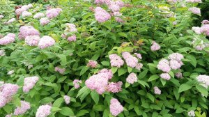 Формирую декоративные кустарники. Стрижка спиреи в форме шара и дерена в форме зонта