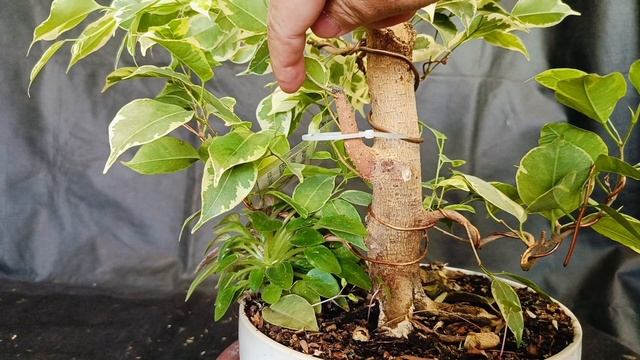 √9 фикус 125 (Бонсай)