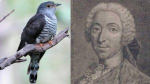 Кукушка Дакен  
2 апреля 2024
«Музыкальный Владивосток-2024» I тур