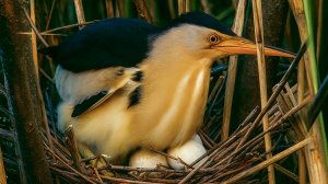 Невидимые цитадели пернатых: как птицы маскируют свои гнезда от хищников | Все как у людей