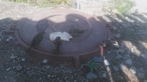 Домовый воробей подкормка  хлебом