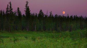 Мои ночёвки в Тайге. Рыбалка, Волки, Медведи, Морошка.
