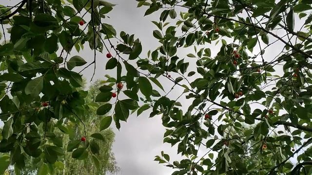 Мои идеи по обустройству участка. Отвечаю на вопросы. смотреть онлайн