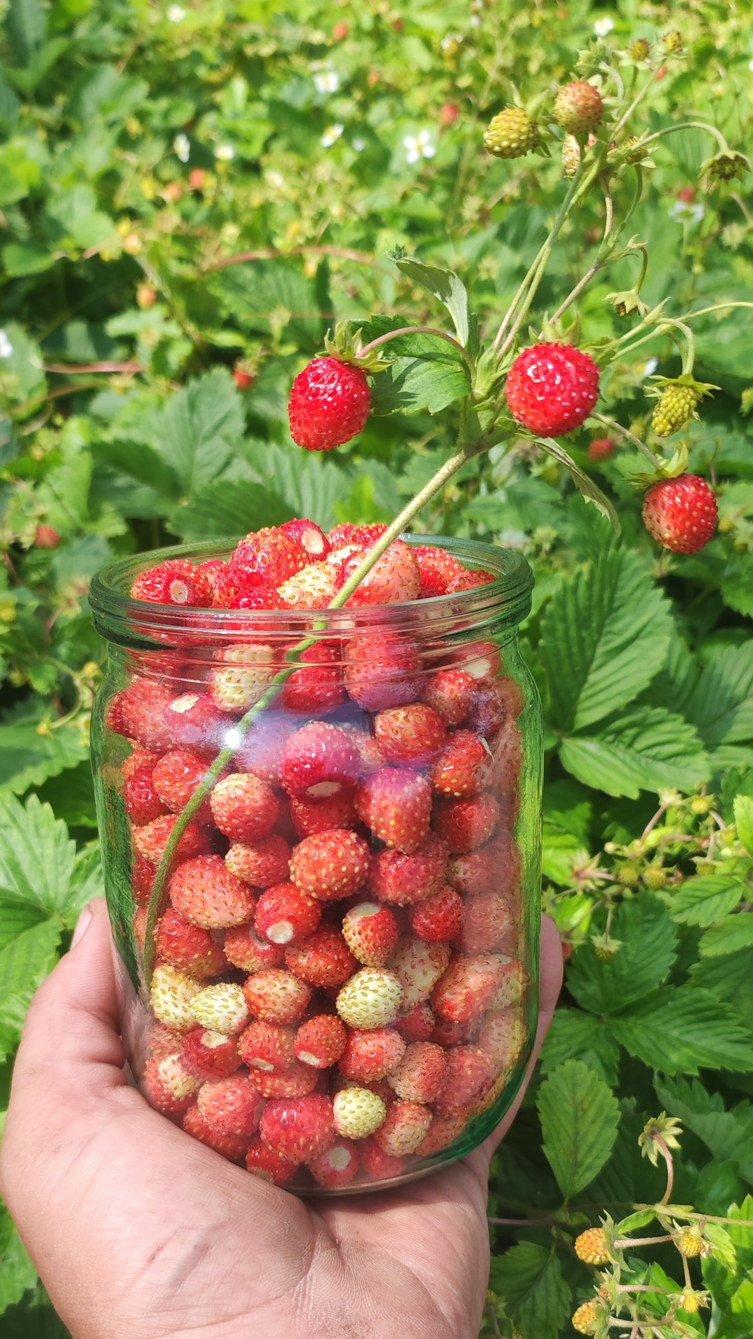 сбор земляники