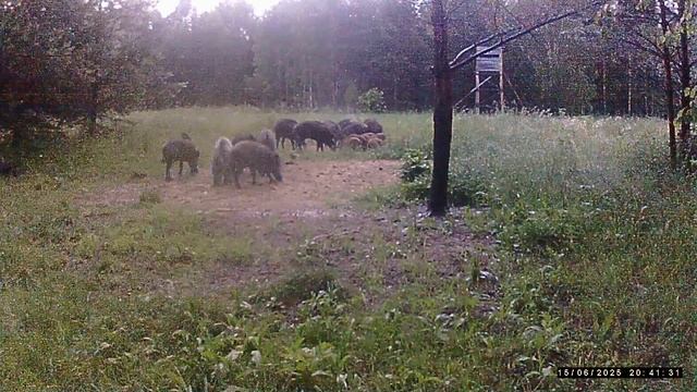 Фотоловушка. Кабаны под дождём . смотреть онлайн