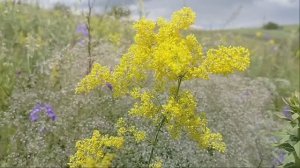 Ждать тебя буду