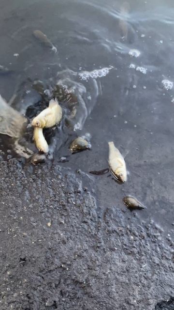 Зарыбляю деревенский пруд! смотреть онлайн