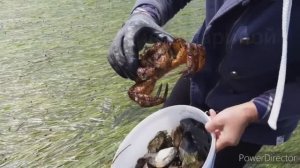 Крабы / Рапаны / озеро Буссе / Сахалин / поиск морепродуктов