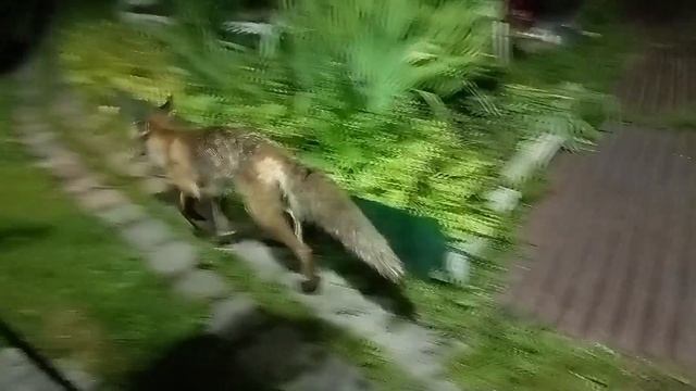 (1045) Лиса приходит в гости. Июнь 2025 смотреть онлайн