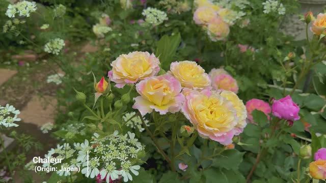 САДЫ ЯПОНИИ. ВЕЛИКОЛЕПНЫЙ РОЗОВЫЙ САД КАВАТА 2025, ВДОХНОВЛЕННЫЙ МАСТЕРОМ-САДОВНИКОМ. смотреть онлайн