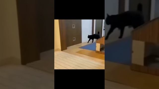 Котики#приколы#7