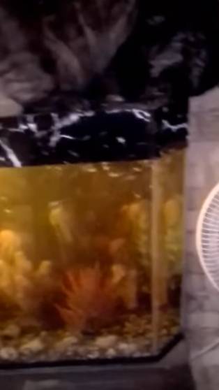 КОТЕНОК БАРСИК СЪЕЛ РЫБКУ ГУППИ