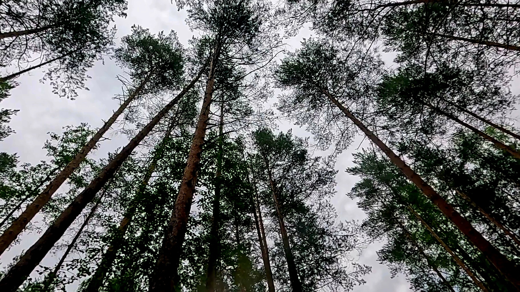 В лес за грибами.. Лисички.. Не скажем ему ни чего.. смотреть онлайн