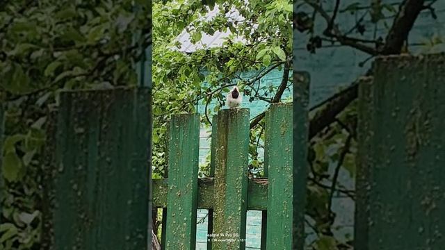 Белая трясогузка 18.06.2025 #птицы смотреть онлайн