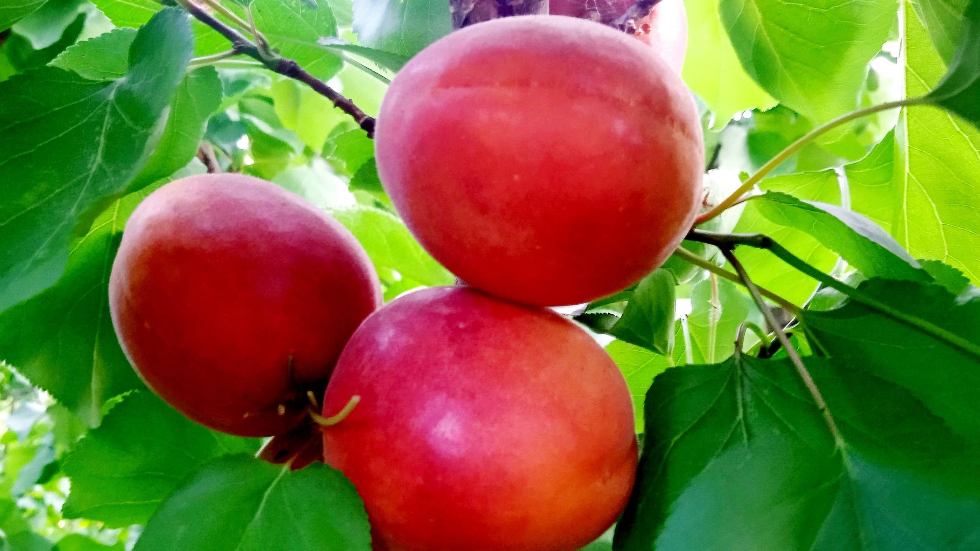 абрикос Дженгат, Астрахань 20.06.2025г.