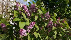 #Сирень#Lilac