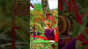 ЕГЭ по итальянским животным