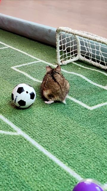 Это должен быть этот угол. #хомяк #шорты 4k смотреть онлайн