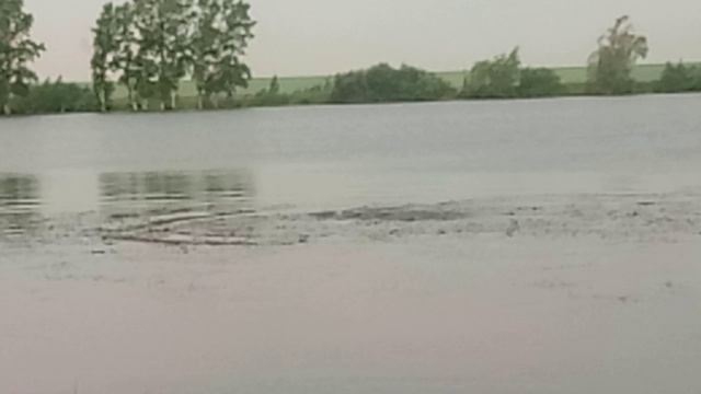 Нерест карпа