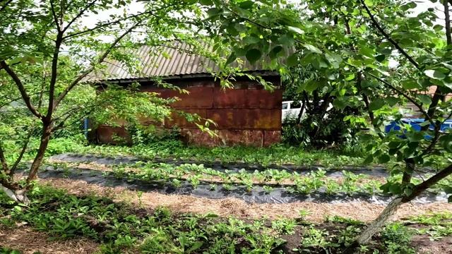 Земклуника Купчиха - 30г смотреть онлайн