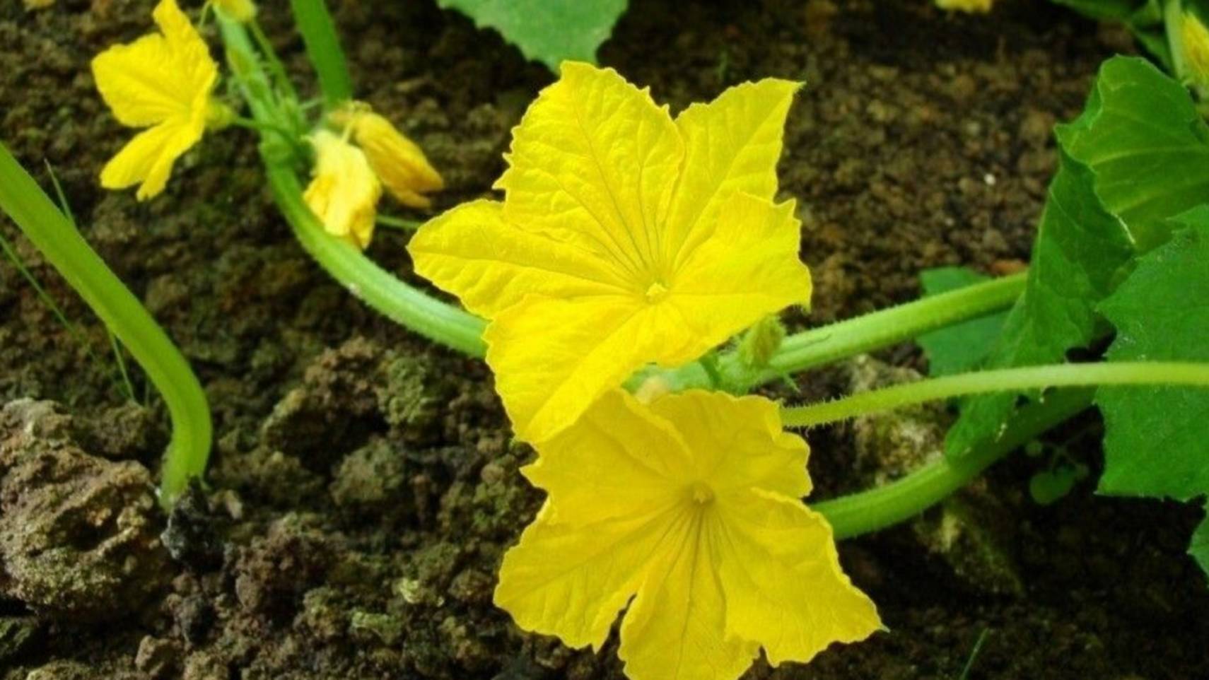 Подкормка огурцов для большого урожая. Чем подкормить огурцы во время цветения смотреть онлайн