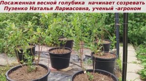 Первые ягоды голубики- восторг!!! Когда снимать уже можно?