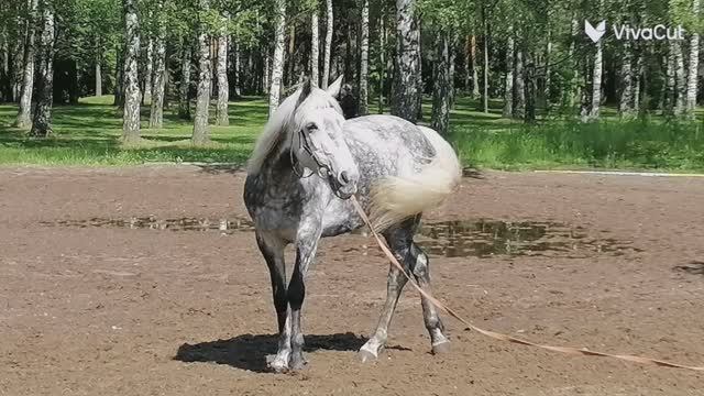 Июньский день в КСК "Идель" .mp4