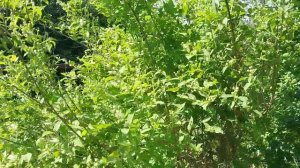 22-06-2025 Первая земляника🍓🍓🍓