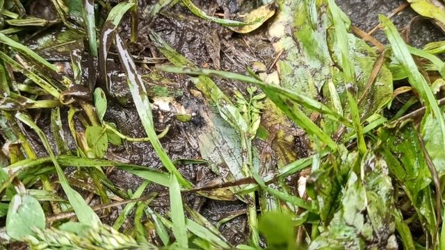 кмпятим лужу 16ампер (без ДИФ)