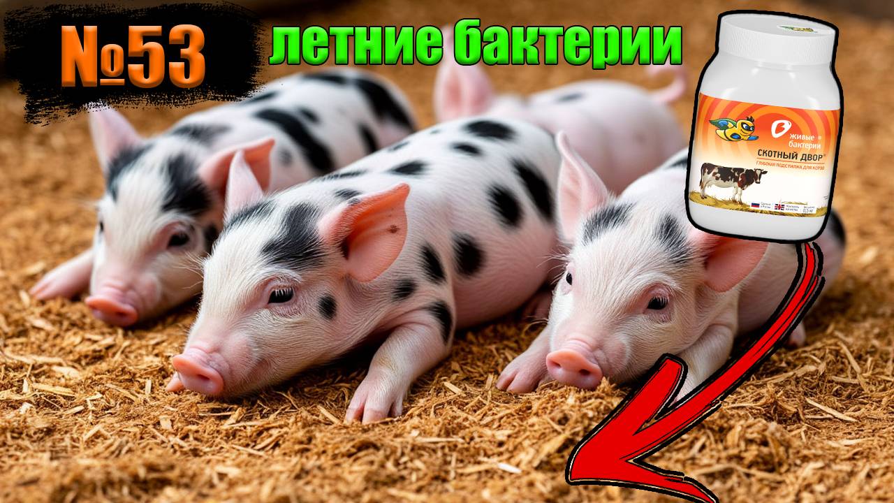 №53 Запускаем летние бактерии для глубокой подстилке‼️