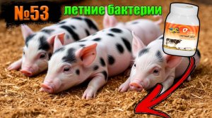 №53 Запускаем летние бактерии для глубокой подстилке‼️