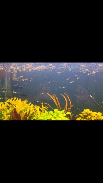 Аквариум Выросник с детками гуппи и чёрными моллинезиями смотреть онлайн