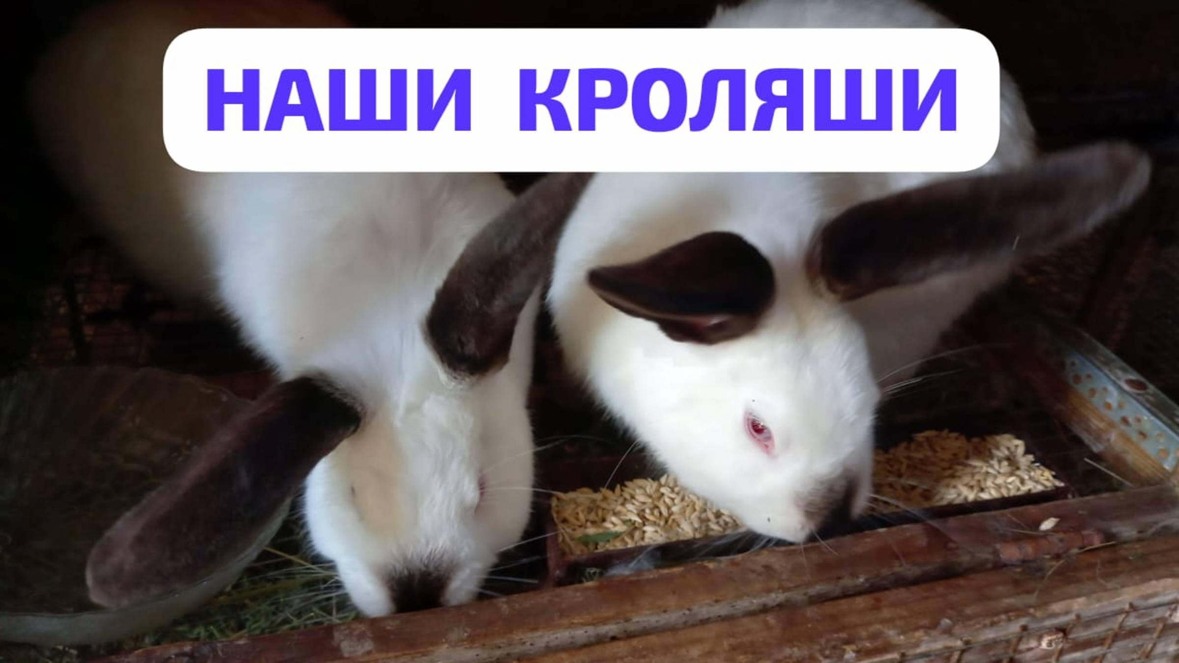 Знакомьтесь: наши кроляши! смотреть онлайн