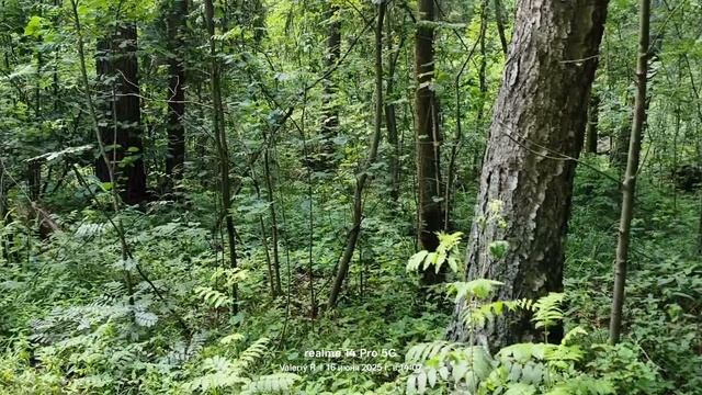 Прогулка #21 16.06.2025 #лес смотреть онлайн