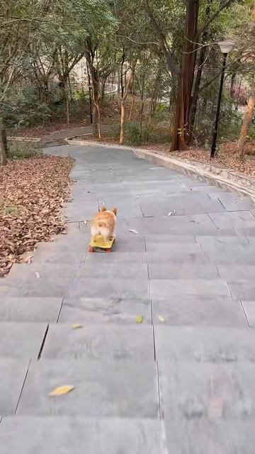 Cat Scattering #kitten #shorts