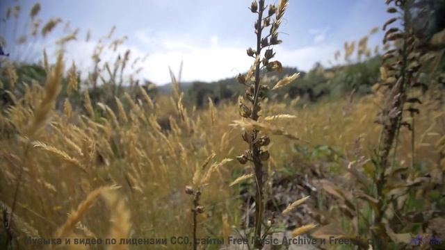 Вы не представляете, насколько прекрасен мир, пока не нажмёте Play! - Without You -- Forget The Whal