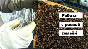 Работа с роевой двухматочной семьёй.