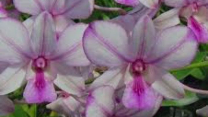 П-3. Ч-4 Обзор дендробиума Popeye через 37 дней после получения 3-ей посылки. Часть 4