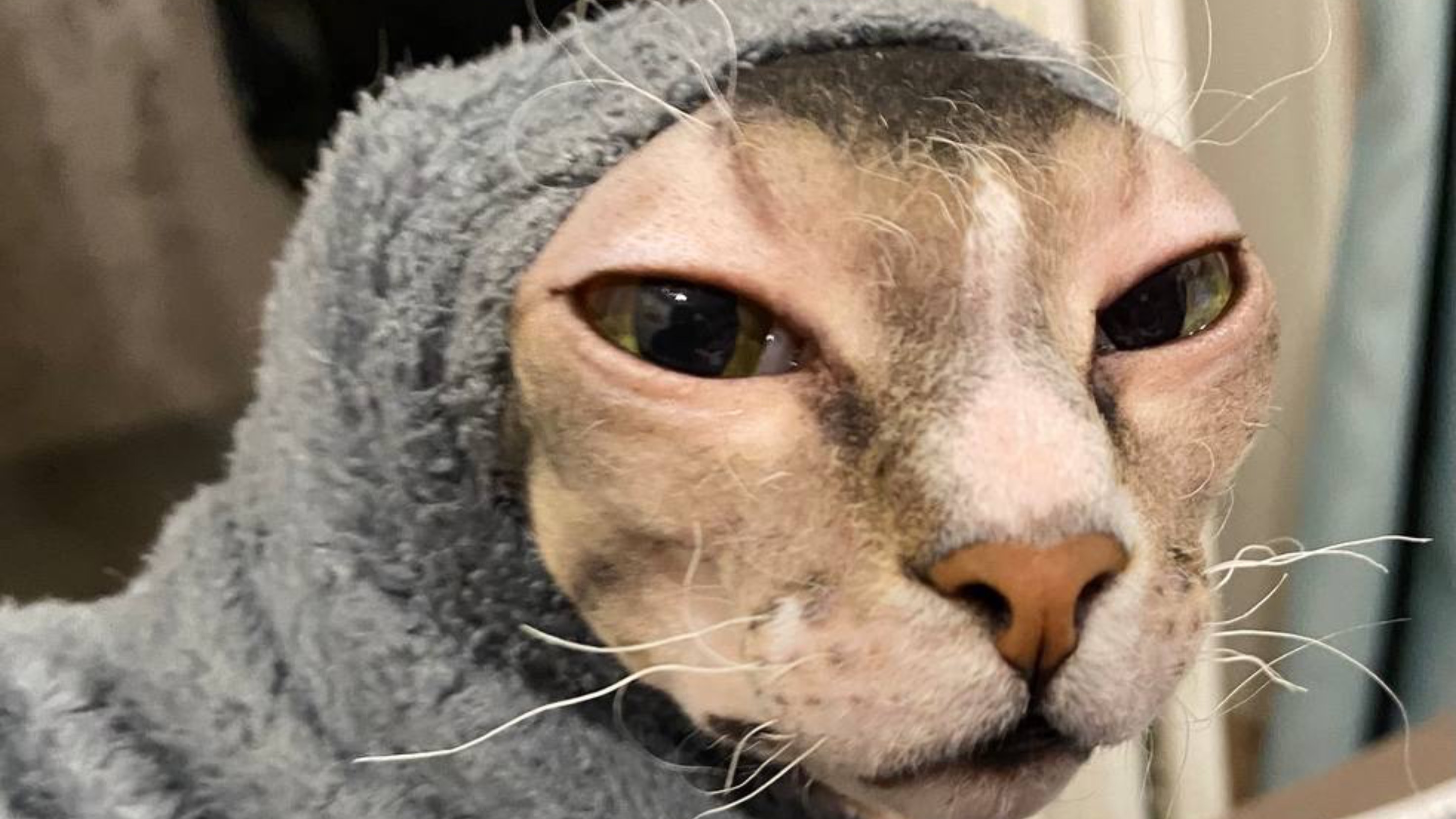 Маленькая хищница. Пушистая и лысый друг