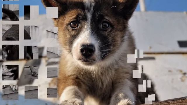 Пёсики - собачки....