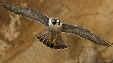 Discovery: Природа Ближнего Востока / Wildest Middle East 5 серия «Аравия - Земля миражей»