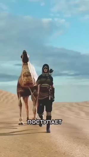 Почему живот верблюда разрывается 😱