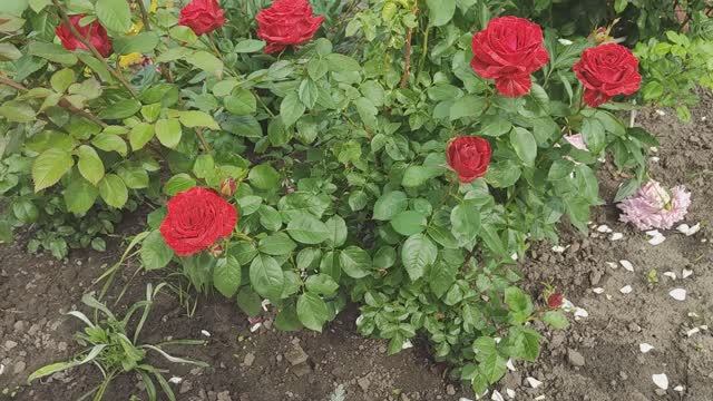 ВЛОГ. Клубничное изобилие. Про маникюр. Огород и дождь. смотреть онлайн