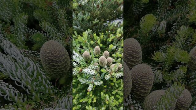 Летняя красота под музыку Поля Мориа . Видео Баталовой Елены . смотреть онлайн