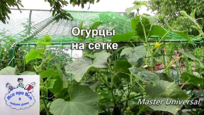 Огурцы на сетке. Конструкция, принцип выращивания. Эксперимент. смотреть онлайн
