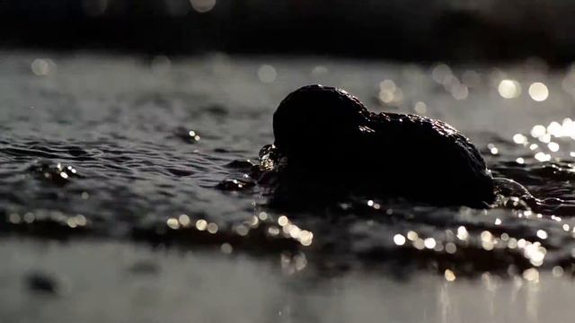 Волны Цимлянского моря...