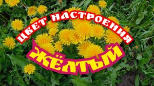 Песня про одуванчики. Цвет настроения - жёлтый 💛