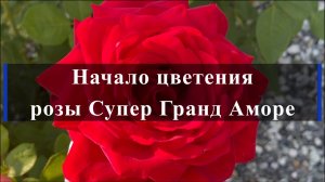 Начало цветения розы Супер Гранд Аморе