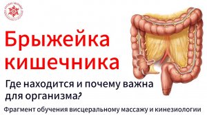 Брыжейка кишечника. Где находится и почему важна для организма? Как лечить